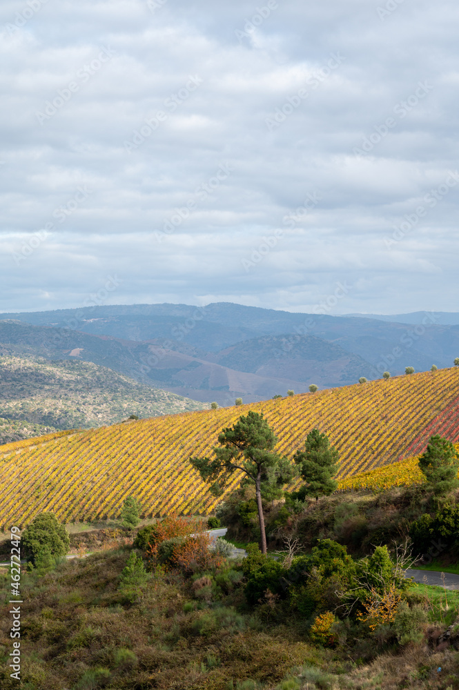 Naklejka premium Panoramic view on Douro river valley and colorful hilly stair step terraced vineyards in autumn, wine making industry in Portugal