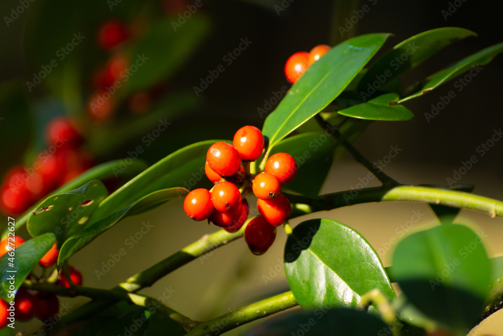 Red ripe berries of ilex aquifolium plant Red ripe berries of ilex aquifolium plant