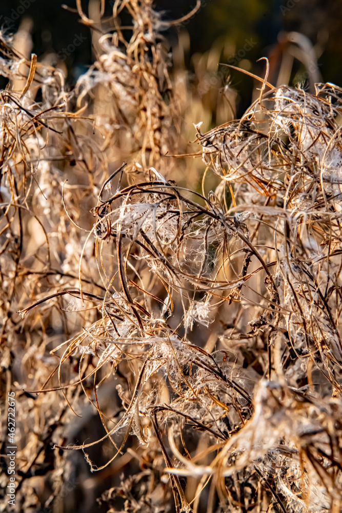 macro photography of dry grass macro photography of dry grass