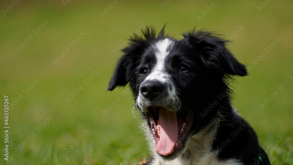 Happy dog ​​portrait