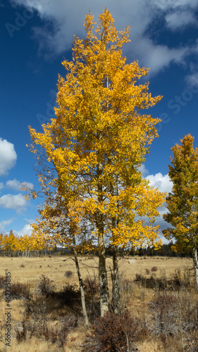 Aspen trees turning yellow and orange on a cool autumn day