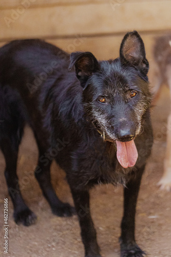 Elderly black mongrel dog looking at the camera © pushkareva_daria