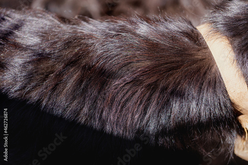 Beautiful healthy black fur dog, close-up