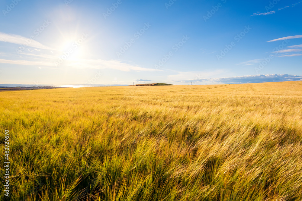 Sun shining over yellow barley (Hordeum vulgare) field in summer Sun shining over yellow barley (Hordeum vulgare) field in summer
