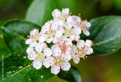 White blossoms ofÔøΩblack chokeberryÔøΩ(Aronia melanocarpa) photo