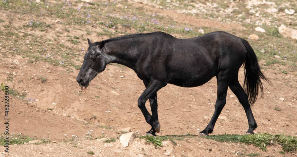 Black Sabino Wild Horse Mare with tongue sticking out near the waterhole in the Pryor Mountains Wild Horse Refuge Sanctuary in Wyoming United States