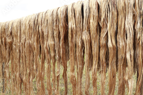Closeup shot of raw jute fiber hanging under the sun for drying.