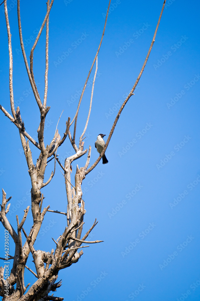 the dried branches of the tree with a blue sky. a beautiful blue sky on a sunny day. the trees welcome the autumn. the dried branches of the tree with a blue sky. a beautiful blue sky on a sunny day. the trees welcome the autumn.