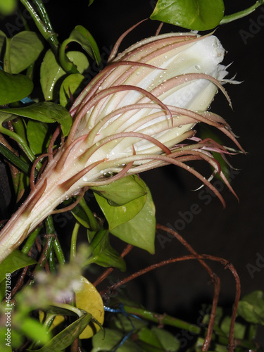 Closeup shot of a blooming Brahma Kamal (Saussurea obvallata) flower in a dark night background photo