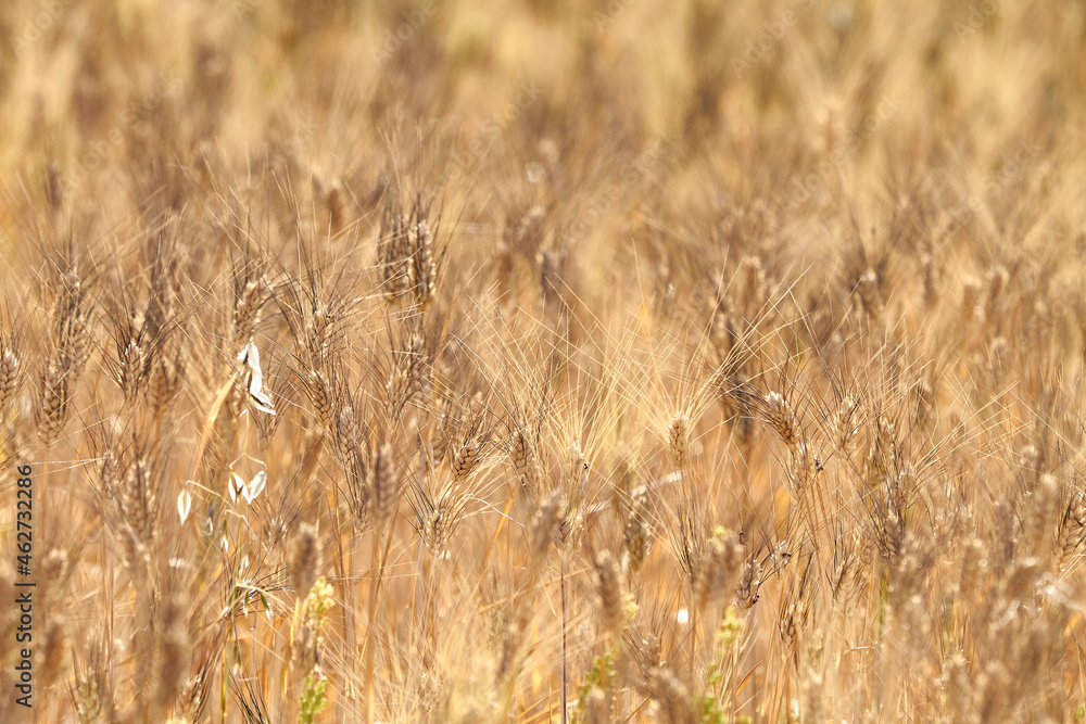 Close-up of wheat field Close-up of wheat field