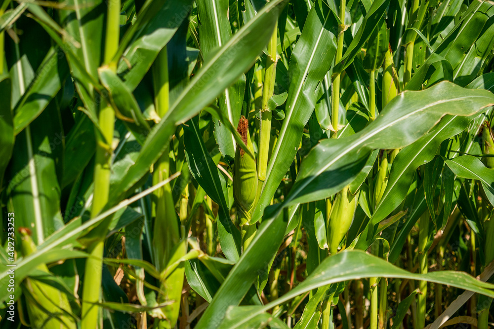 the lushness of the cornfield with a beautiful sky. corn shoots that will become ripe and ready to be harvested. the lushness of the cornfield with a beautiful sky. corn shoots that will become ripe and ready to be harvested.