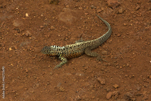 The Galápagos lava lizard, Albemarle lava lizard (Microlophus albemarlensis).