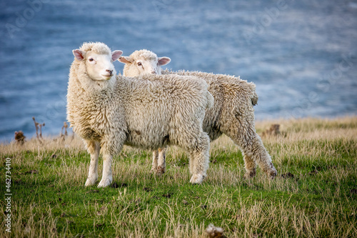 Bild auf Leinwand sheep in the field