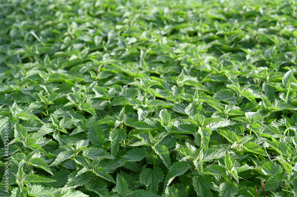 Nettle Nettle