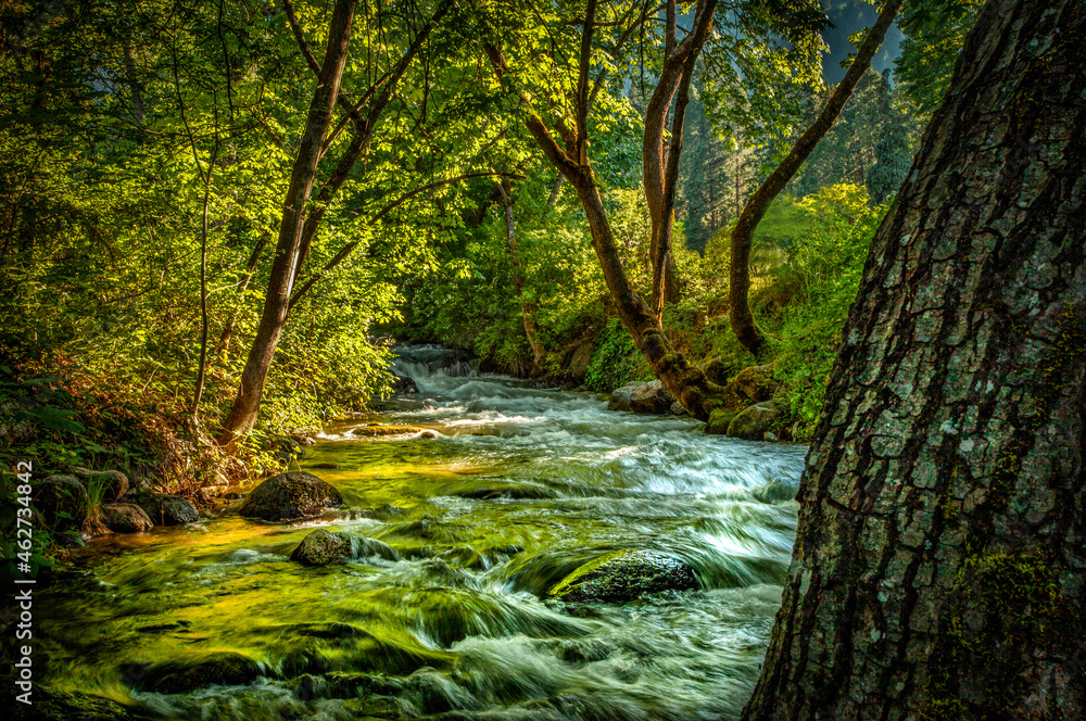 stream in the forest stream in the forest