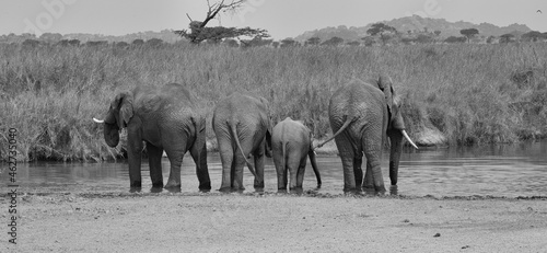 Photography elephants rear
