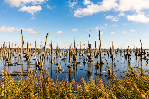 Tree stumps peeking out of water in Peene Valley moorland