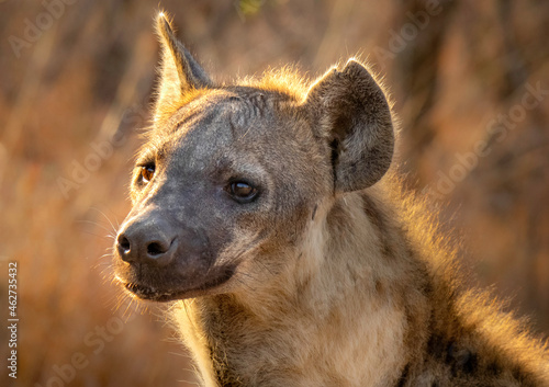 Hyena backlit