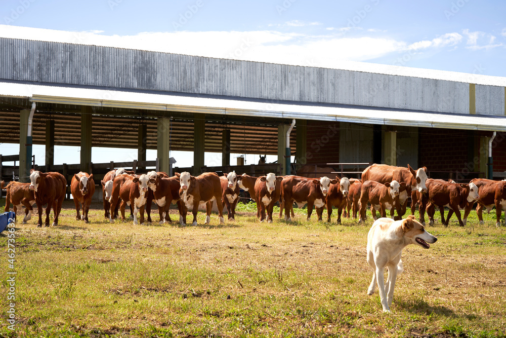 Cows feeding in a livestock stall. Cattle Feeding. bulls cows eating