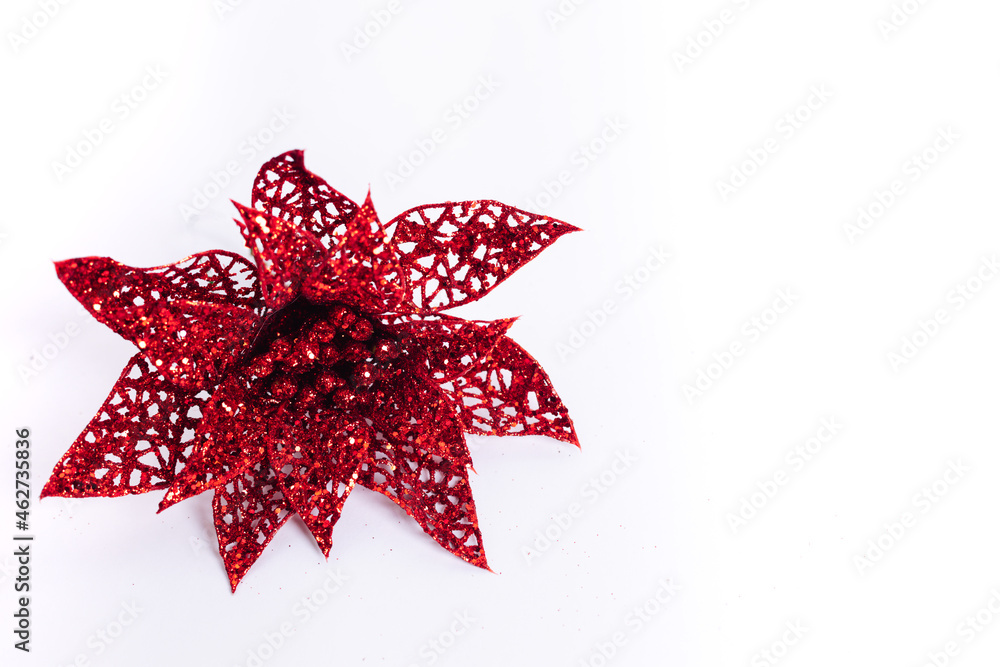 Fototapeta premium red christmas flower on white background