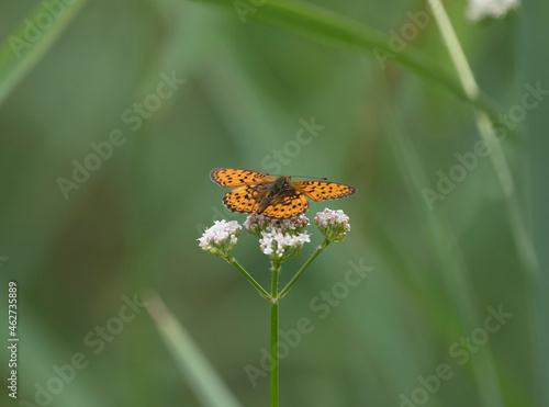 Germany, Close-up of twin-spot fritillary (Brenthis hecate) perching on wildflower photo