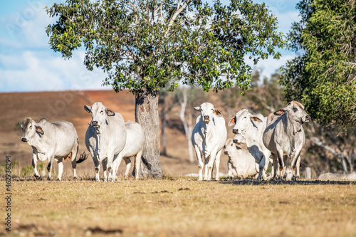 A group of brahman cows standing by a tree in the late afternoon photo