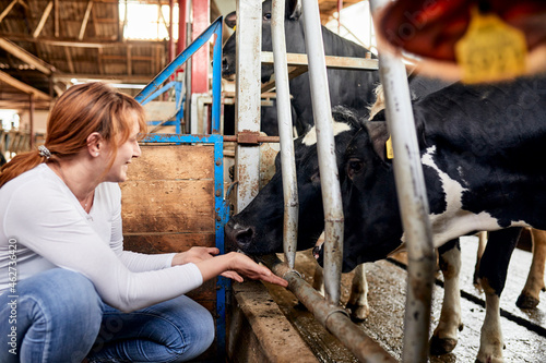 Smiling woman feeding cows with hands while crouching in barn