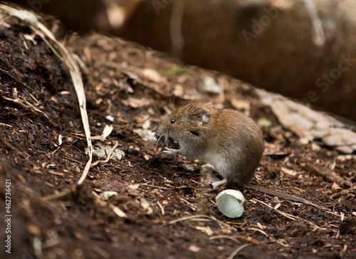 Close-up of wood mouse on dirt in forest photo