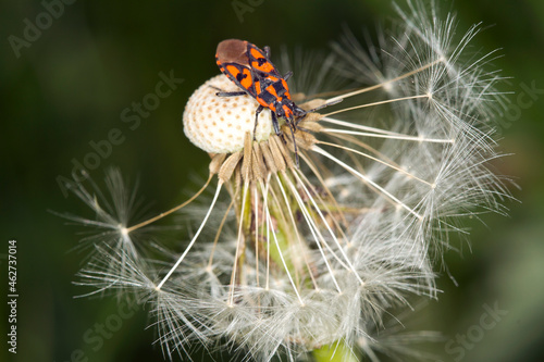 Germany, Close-up of firebug (Pyrrhocoris apterus) crawling on dandelion seed head photo