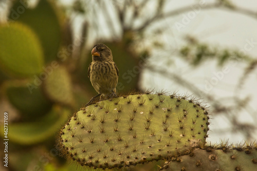 The large ground finch (Geospiza magnirostris). photo