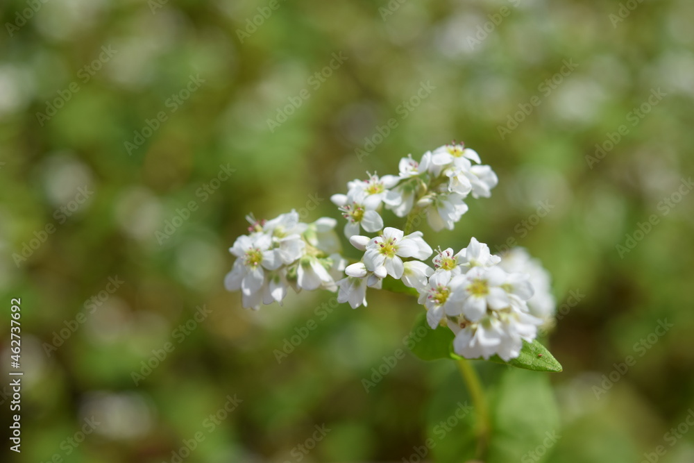 白い花 蕎麦畑 白い花 蕎麦畑