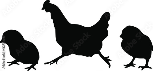 Vector silhouette of a bird. Hen and chickens on a white background