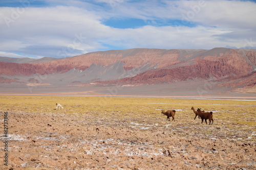 desert landscape of northwestern Argentina