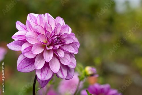 Single purple and white bi-colour decorative Dahlia Edinburgh. Blurred background. Selective focus.