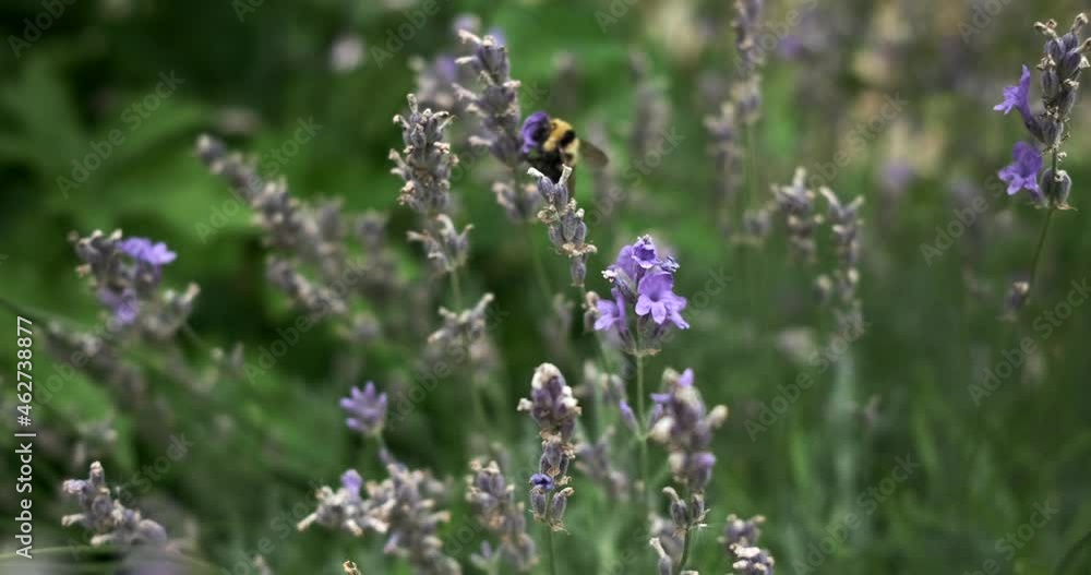 Close up of honeybee collecting nectar on lavender flower and flying on other flower Close up of honeybee collecting nectar on lavender flower and flying on other flower