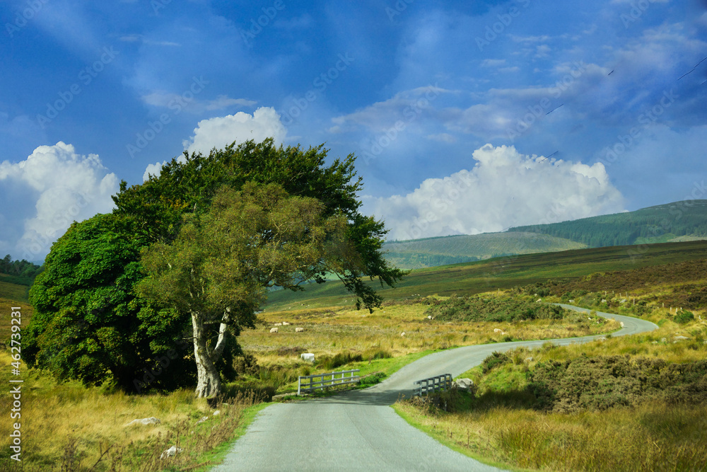 A narrow, windy road through rural Ireland with grasses and sheep driving through the hills.
