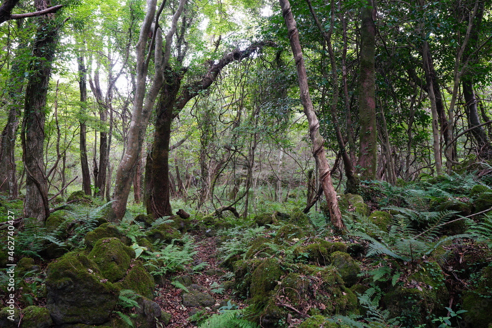 Fototapeta premium a flourishing summer forest