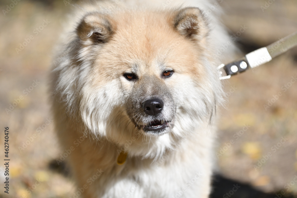 Long-haired Akita Inu dog on a walk in the autumn park 