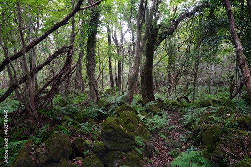 a flourishing summer forest