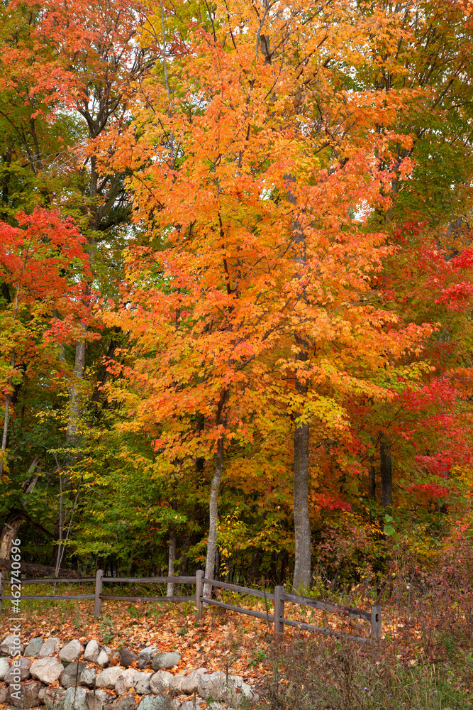 Maple trees in brilliant autumn color near a fence and stone wall in northern Minnesota Maple trees in brilliant autumn color near a fence and stone wall in northern Minnesota