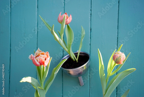 Easter decoration, flower decoration, tulips in funnel photo