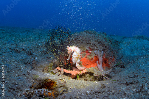Thorny seahorse on a sponge, close up