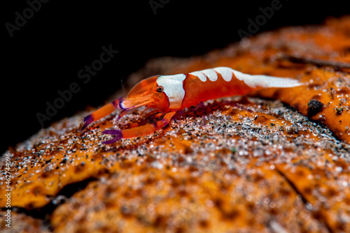 Emperor shrimp, Periclimenes imperator photo