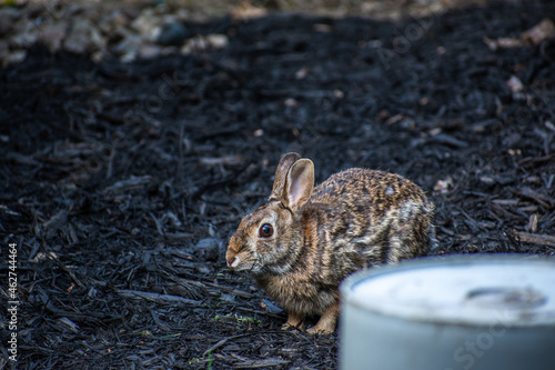 Bunny Rabbit