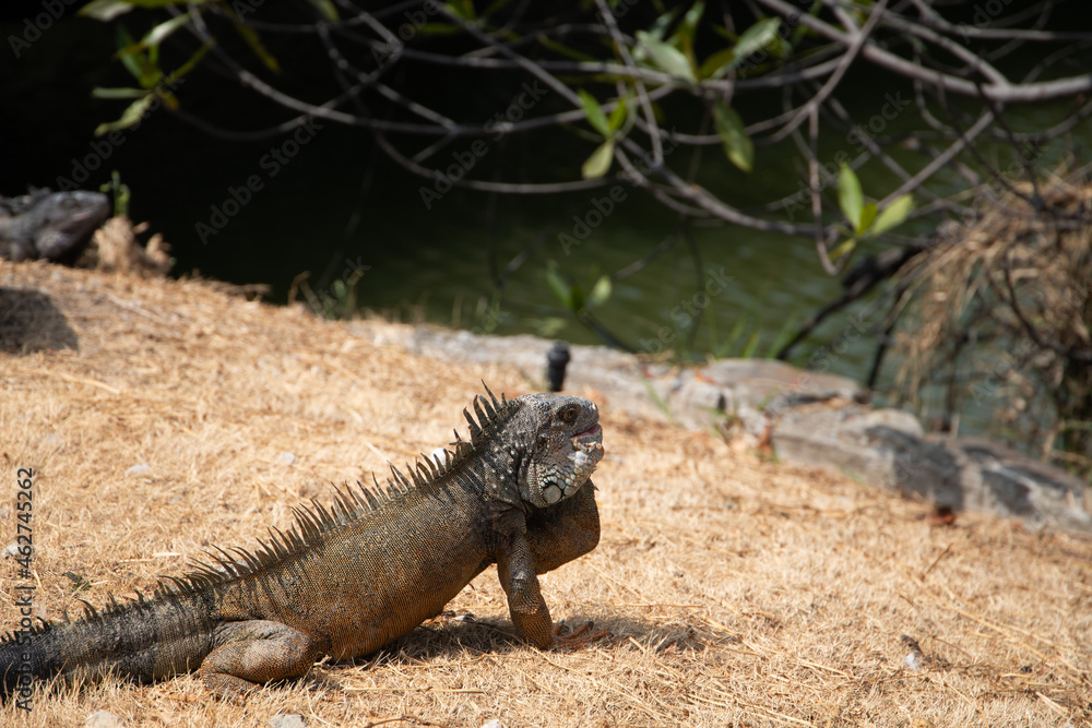 Iguana tomando sol en el parque forestal Iguana tomando sol en el parque forestal