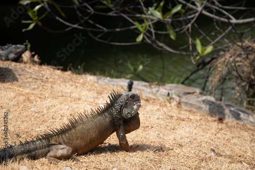 Iguana tomando sol en el parque forestal
