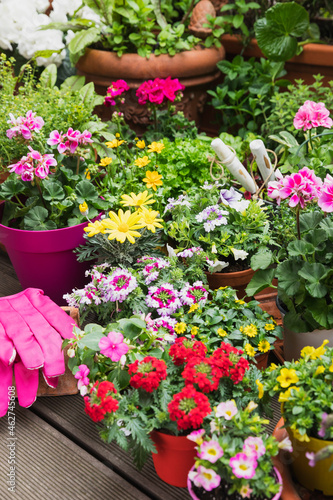 Wallpaper Mural Colorful freshly potted summer flowers Torontodigital.ca