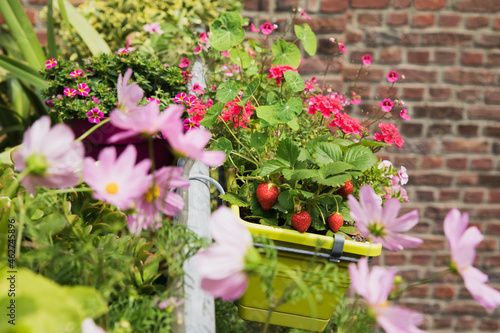 Strawberries and various flowers growing in window box during summer photo