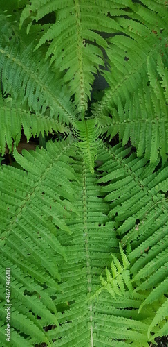 green fern leaves