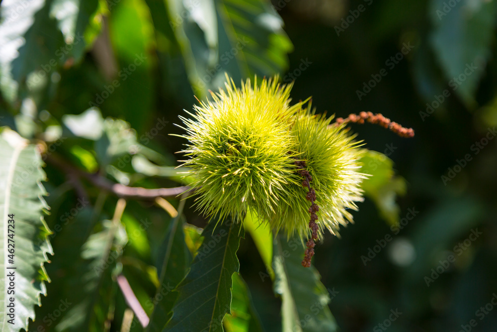 Italy, Liguria, Cinque Terre, close-up of a sweet chestnut Italy, Liguria, Cinque Terre, close-up of a sweet chestnut